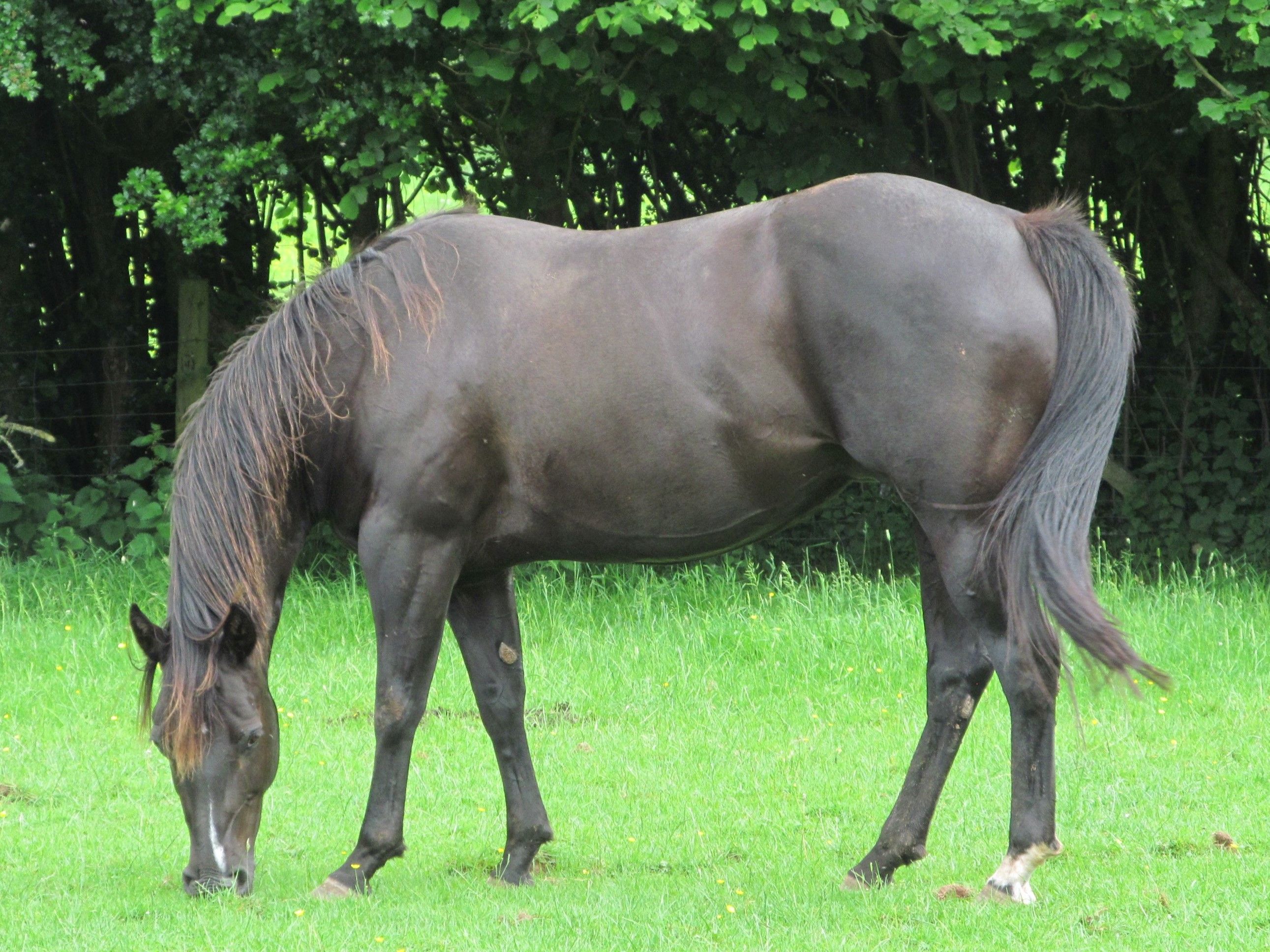 Quarter Horse mare, Miss Powerfritz CL